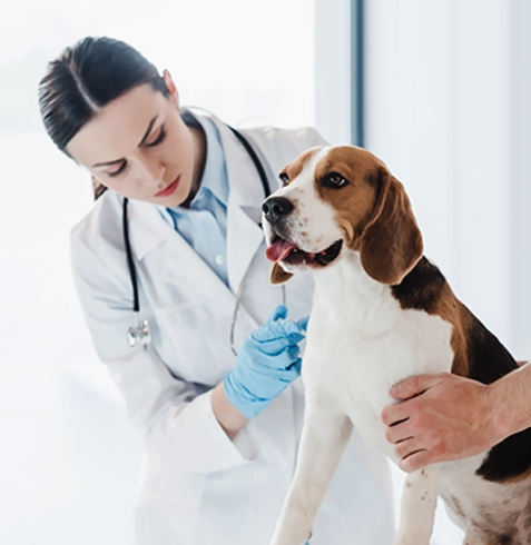 Muratpaşa Veteriner